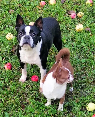 НАШИ БОСТОН ТЕРЬЕРЫ/ OUR BOSTON TERRIERS - ЩЕНКИ БОСТОН ТЕРЬЕРА БОСТОН  ТЕРЬЕР ЩЕНКИ ЧИХУАХУА ЩЕНКИ ЧИХУАХУА ШОКОЛАДНОГО ОКРАСА ЩЕНКИ ЧИХУАХУА  ЛИЛОВОГО ОКРАСА ЧИХУАХУА КУПИТЬ БОСТОН ТЕРЬЕРА ПИТОМНИК БОСТОН ТЕРЬЕРОВ  КУПИТЬ ЧИХУАХУА В