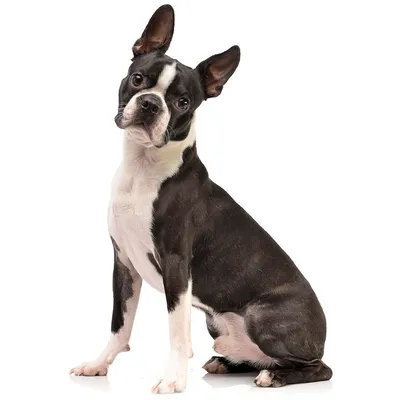 Boston Terrier Dog Breed Information | Purina