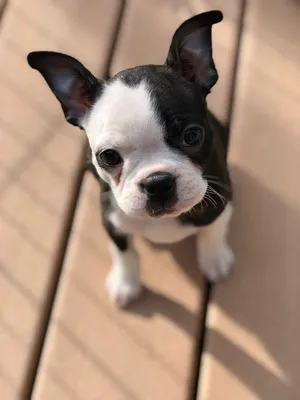 Boston terrier puppy(Harper) 9 weeks old #Harper_May | Boston terrier  puppy, Boston terrier funny, Terrier puppies