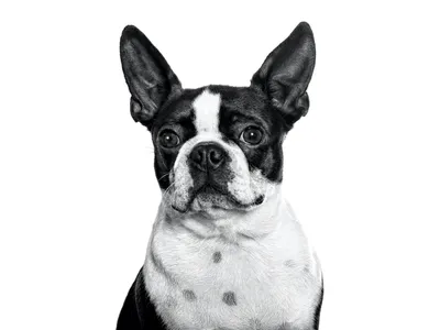 Boston Terrier | Royal Canin US