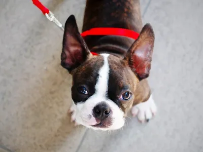 Boston Terrier Puppies: Why a Boston May be Perfect For You