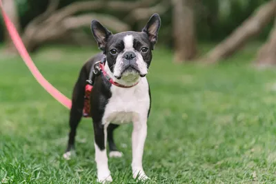 Are Boston Terriers Good Pets? | UK Pets