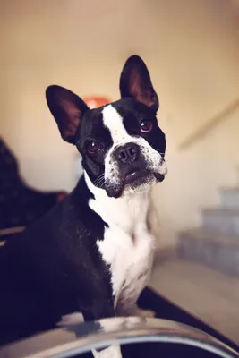 9 Boston Terrier Facts: Personality, Health, and More | PawTracks