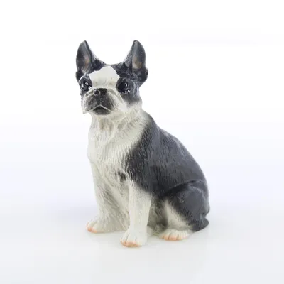 Boston Terrier Dog Breed Health and Care | PetMD