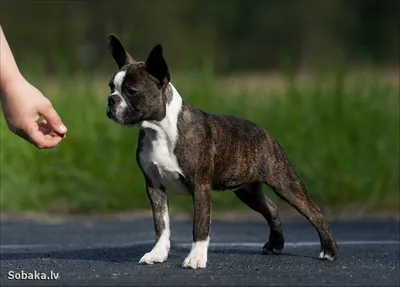 Boston Terrier Breed Information | MetLife Pet Insurance
