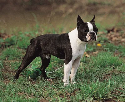 PPVC Breed Specific: The Lively Boston Terrier