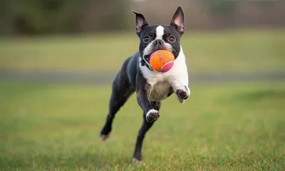 French Bulldogs vs. Boston Terriers: How They're Different | PetMD