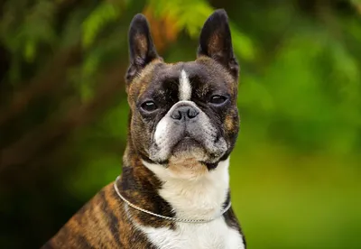 Бостон-терьер собака: фото, характер, описание породы