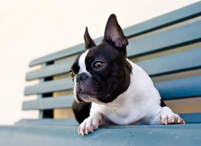 SLEEPY BOSTON TERRIER PUPPY STATUE SITTING - Walmart.com