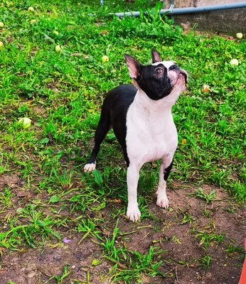 Are Boston Terriers Good With Kids? What Parents Need To Know