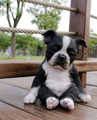 Dog Boston terrier: traits, characteristics and origin