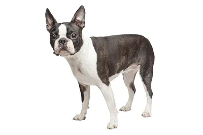 Female Boston Terrier Stock Photo - Alamy