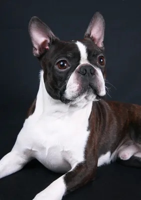 Boston Terrier French Bulldog Sugarskull Acrylic Purse Charm Zipper Pull  Jewelry | eBay