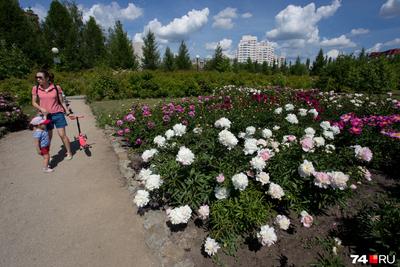 Ботанический сад ЧелГУ в Челябинске обнесли забором. Как теперь попасть в Ботанический  сад и Философский сад камней - 23 июня 2021 - 74.ру