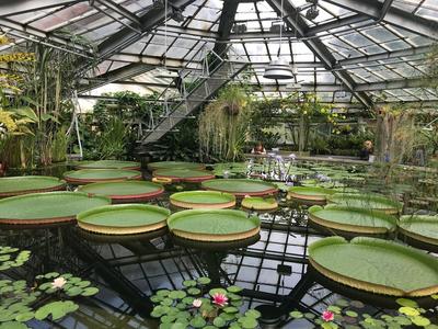 Ботанический сад в Дублине – одно из самых зрелищных мест города | Smapse