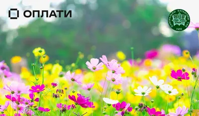 Центральный Ботанический сад НАН Беларуси, Минск, Беларусь - «Ботанический  сад в мае + фото красоты природы» | отзывы