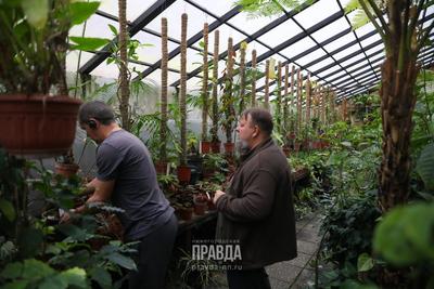 НИИ Ботанический Сад, Нижний Новгород: лучшие советы перед посещением -  Tripadvisor