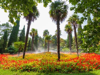Ботанический сад в Симферополе: фото, история, интересные факты, отзывы,  цены, как добраться
