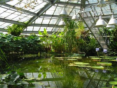 Оранжерея ботанического сада ННГУ: вопреки времени - Ароидные: от болота до  аквариума
