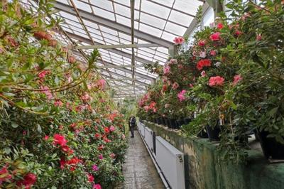 Ботанический сад в Сухуми в Абхазии - как посетить, время работы и стоимость