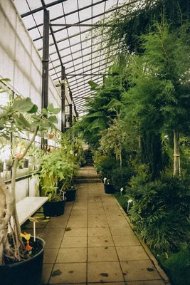 Ботаническому саду ПГНИУ исполняется 100 лет | Sobaka.ru