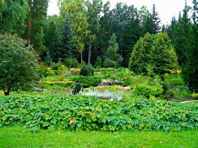 Центральный Сибирский ботанический сад - Континент Сибирь Online