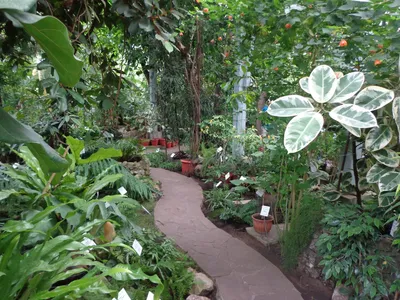 21 апреля в Самаре открывается для посетителей Ботанический сад | Город |  АиФ Самара