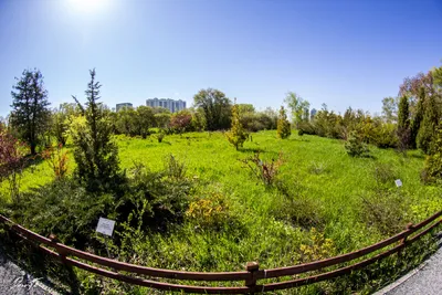 Ботанический сад в Самаре планируется благоустроить в два этапа –  Коммерсантъ Самара