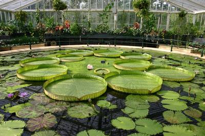 Ботанический сад петра великого бин ран (70 фото) - 70 фото