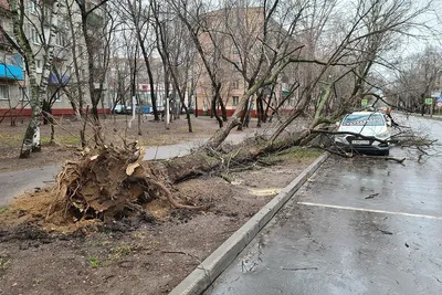 Самые страшные и смертоносные ураганы в Москве | Вести Подмосковья | Дзен