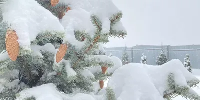 Зимние Челябинск и Новосибирск