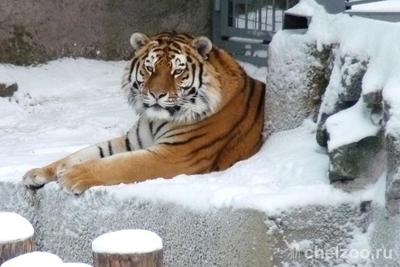 Наш Челябинск - Зимний парк Гагарина ❄ Фото: Илья Чильчагов  #нашчелябинск_фоточелябинска | Facebook