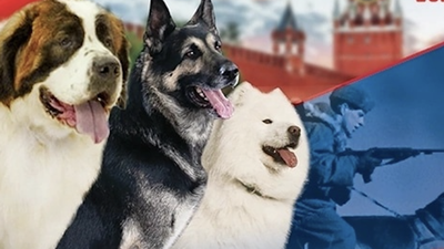 Челябинск признан одним из самых дружелюбных к собакам городов России |  Урал Пресс Информ