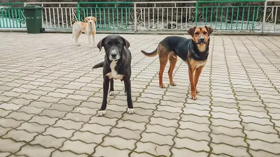 ТОП-5 \"русских\" пород собак: каких четвероногих приглашают на парад в  Челябинске