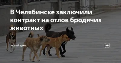 Пропала Московская сторожевая в Челябинске | Pet911.ru