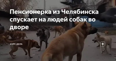 Удаление молочных желёз у собаки в Челябинске