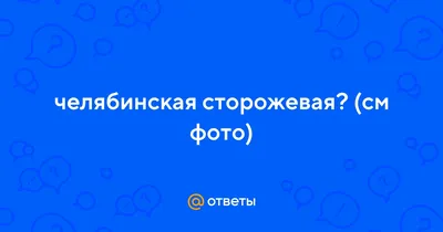 Пропала собака на ул. Тимирязева, 41 в Челябинске | Pet911.ru