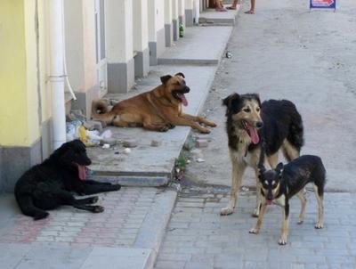 Великолепные щенки сенбернара в Челябинске