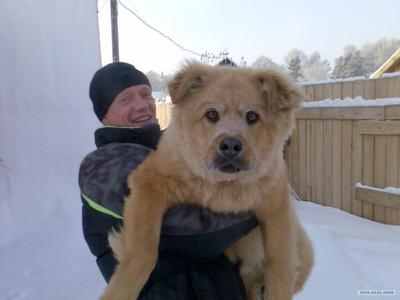 Челябинская сторожевая собака фото