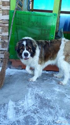 Найдена собака без одной лапы в районе п. Колослейка, Миньярское городское  поселение | Pet911.ru