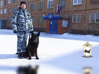Порода собак Московская сторожевая г. Челябинск 2024 | ВКонтакте