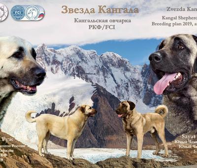 Челябинск признан одним из самых дружелюбных к собакам городов России |  Урал Пресс Информ