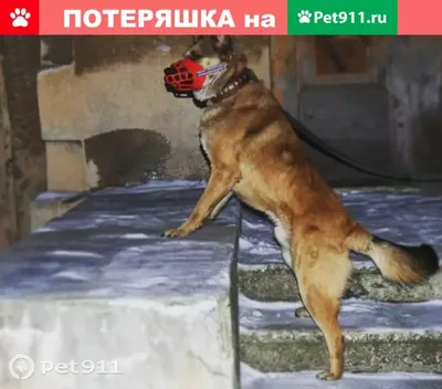 Челябинские волонтеры купили разгрузочный жилет для собаки в зоне СВО