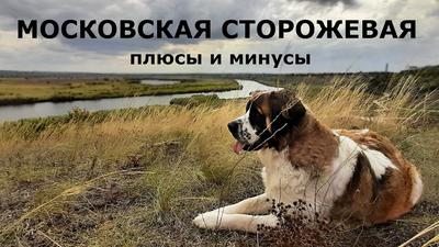 В Челябинске собака напала на женщину и сотрудника Росгвардии | Уральский  меридиан