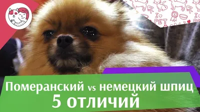 5 отличий немецкого шпица от померанского шпица на ilikepet - YouTube