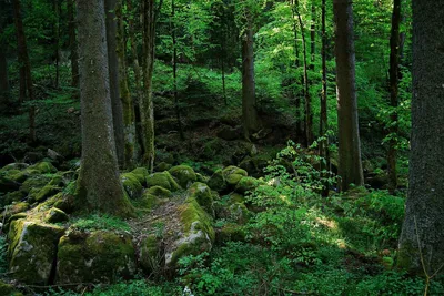 Beautiful Germany - Чёрный лес (регион Шварцвальд) На юге страны, в регионе  Шварцвальд, расположилась по-настоящему сказочная достопримечательность  Германии — Чёрный лес, который навевает воспоминания о персонажах из  известных сказок братьев Гримм. Лесной