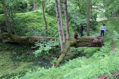 Черный Лес Германия - Рай для Грибника. Black Forest Germany - YouTube