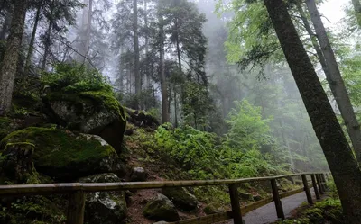 Загадочный Шварцвальд — черный лес Германии| Шварцвальд, Черный лес,  Фрайбург