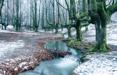 Schwarzwald- Чёрный лес Германия :: Владимир Крамс – Социальная сеть ФотоКто