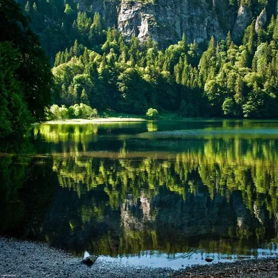 PosadiLes.ru - Загадочный лес Шварцвальд (в переводе «черный лес») в  Германии считается одним из наиболее впечатляющих природных красот мира.  Этот покрытый лесом горный хребет в земле Баден-Вюртемберг получил свое  название от римлян,